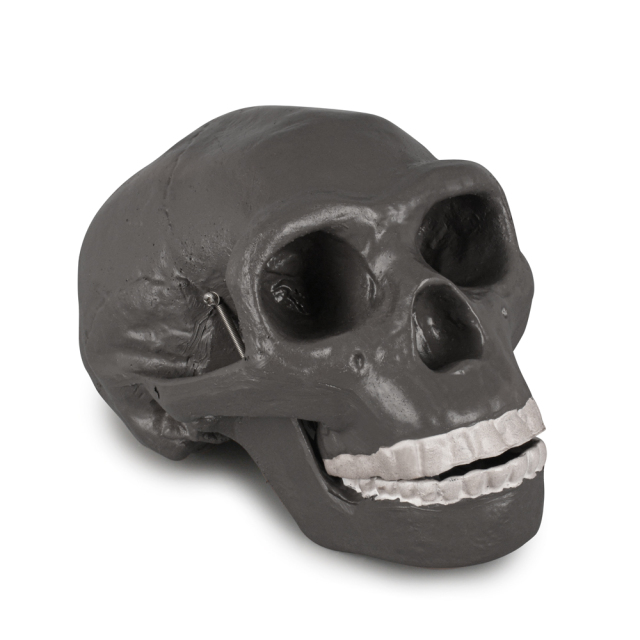 Peking Man Skull Model