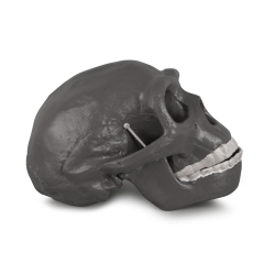 Peking Man Skull Model