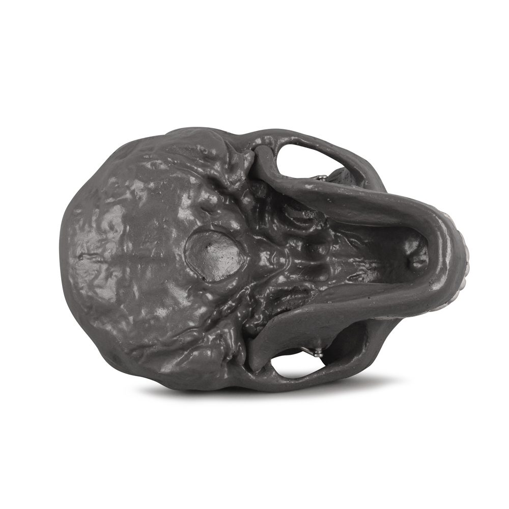 Peking Man Skull Model