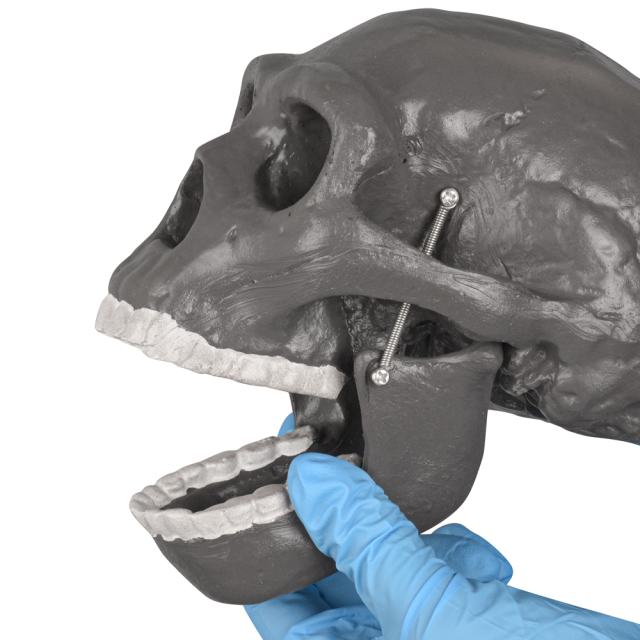 Peking Man Skull Model