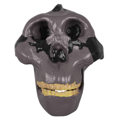 Oldowan Hominid Skull Model