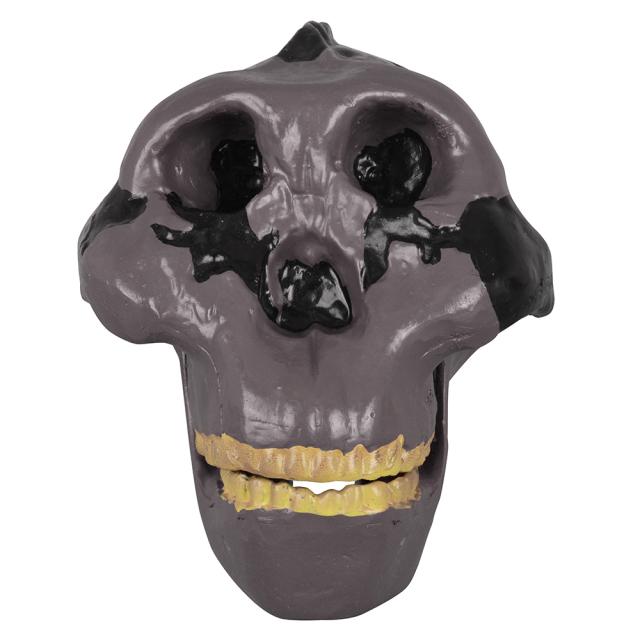 Oldowan Hominid Skull Model