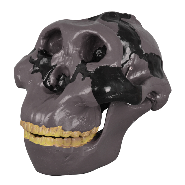 Oldowan Hominid Skull Model