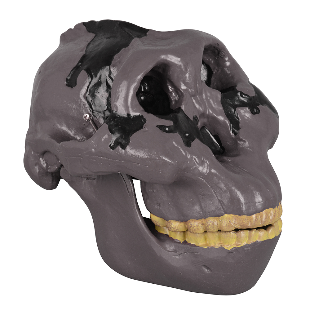 Oldowan Hominid Skull Model