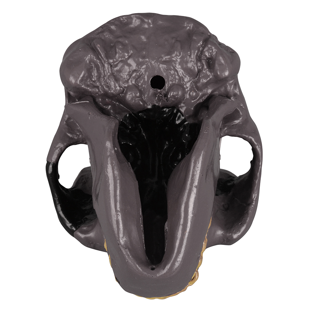 Oldowan Hominid Skull Model