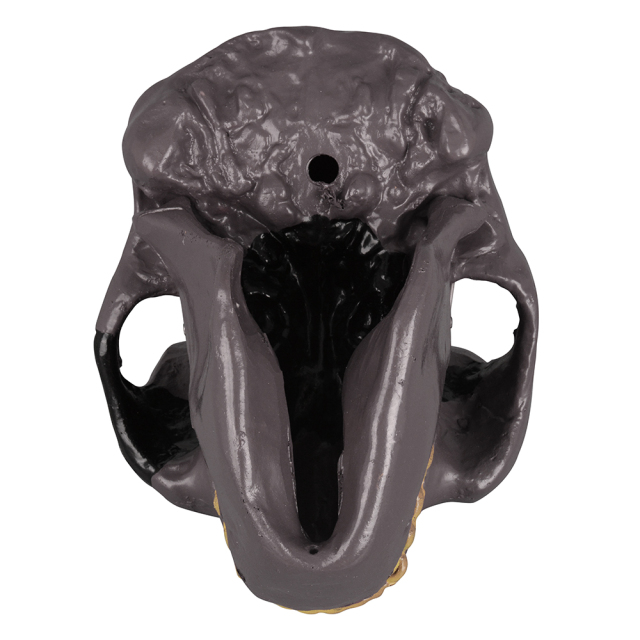 Oldowan Hominid Skull Model