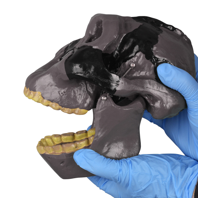 Oldowan Hominid Skull Model