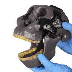 Oldowan Hominid Skull Model