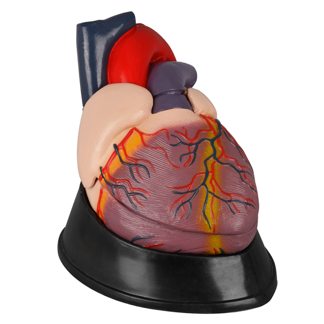 Large Anatomical Heart Model
