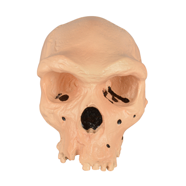 Rhodesian Man Skull Model