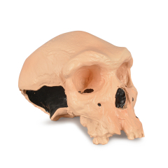 Rhodesian Man Skull Model
