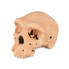 Rhodesian Man Skull Model
