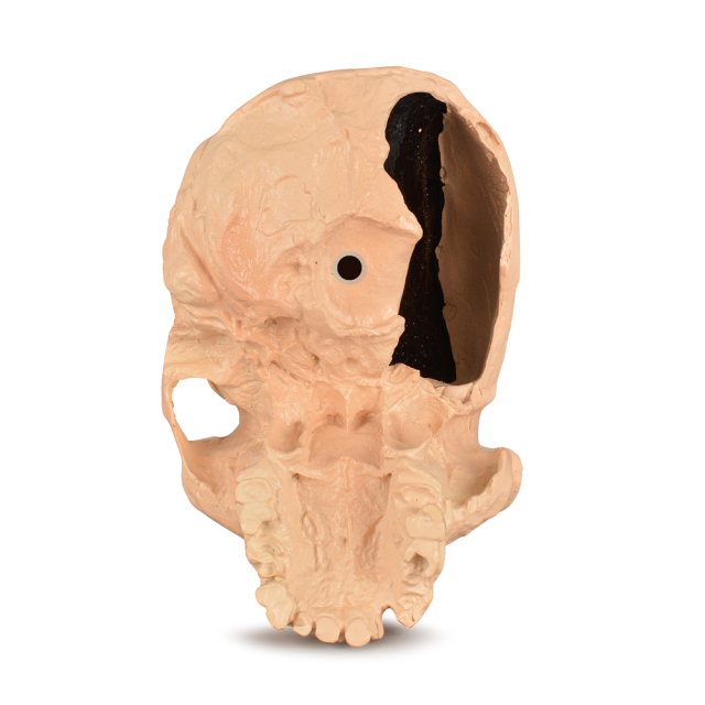 Rhodesian Man Skull Model