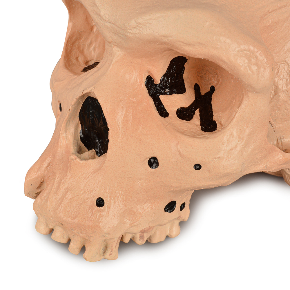 Rhodesian Man Skull Model