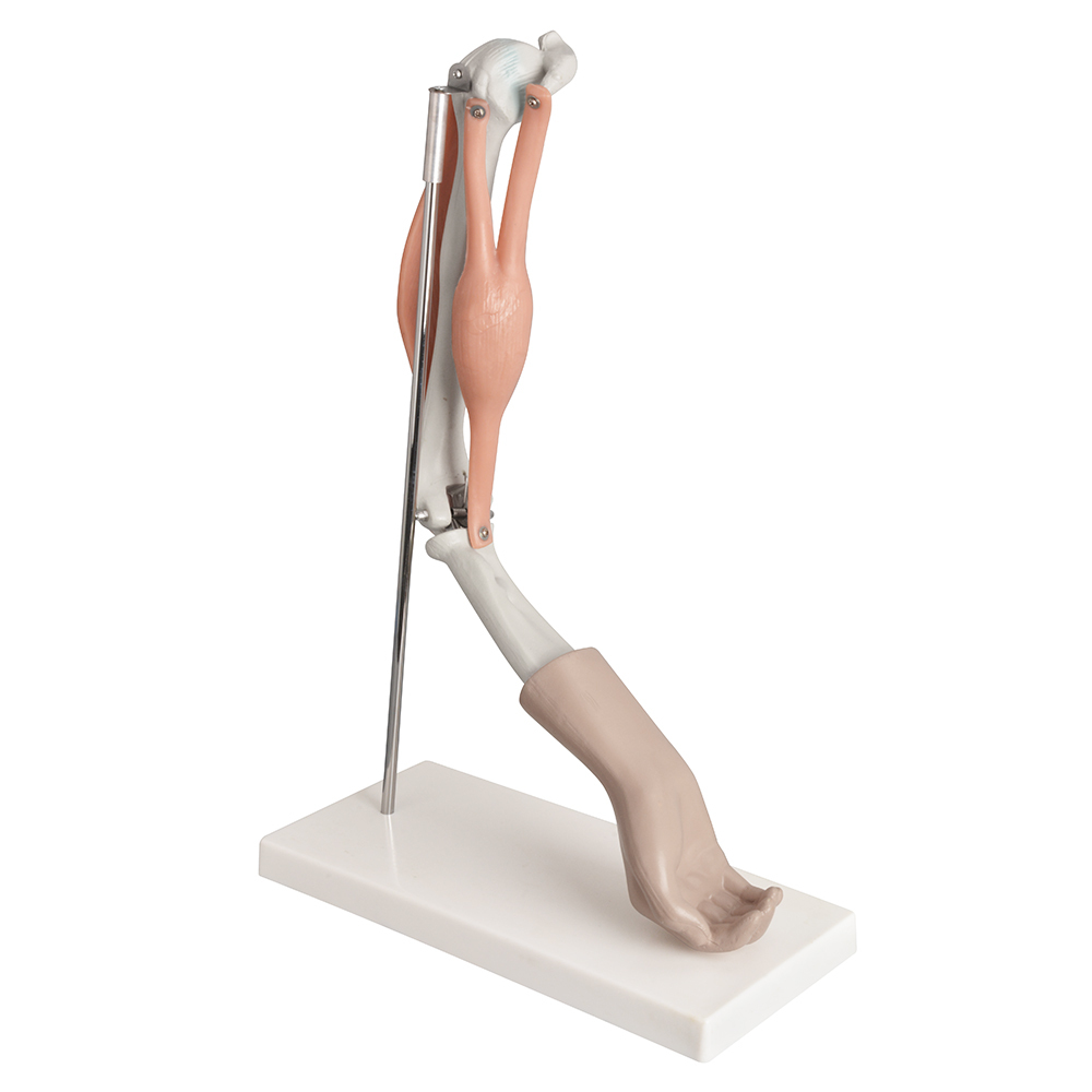 Elbow Joint with Muscles Model