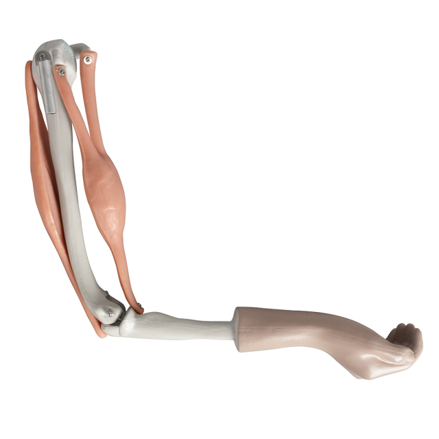 Elbow Joint with Muscles Model