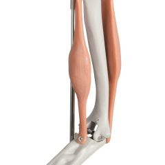 Elbow Joint with Muscles Model