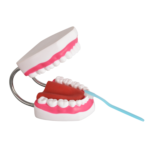Silicone 6x Enlarged Dental Model with Detachable Tongue