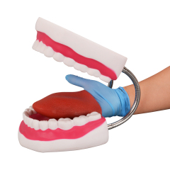 Silicone 6x Enlarged Dental Model with Detachable Tongue