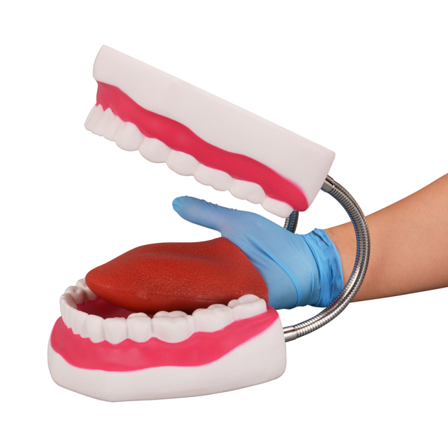 Silicone 6x Enlarged Dental Model with Detachable Tongue