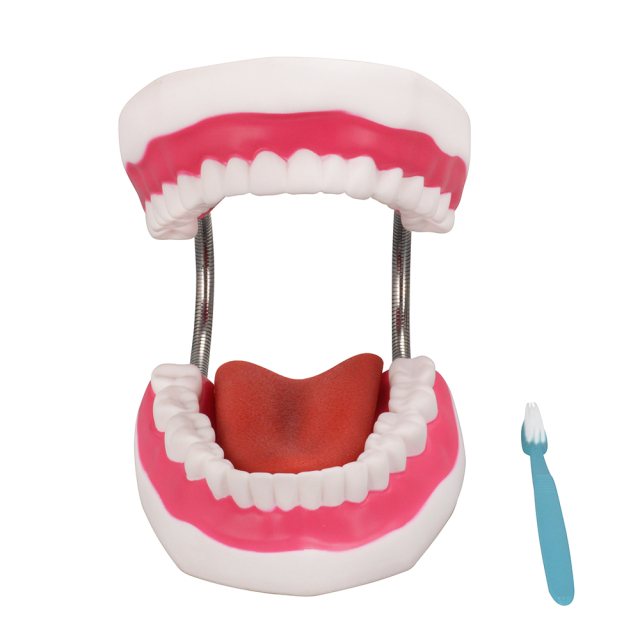 Silicone 6x Enlarged Dental Model with Detachable Tongue