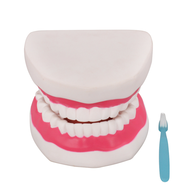 Silicone 6x Enlarged Dental Model with Detachable Tongue