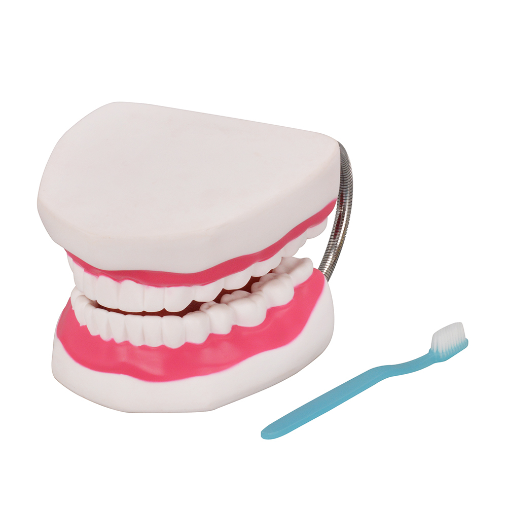 Silicone 6x Enlarged Dental Model with Detachable Tongue