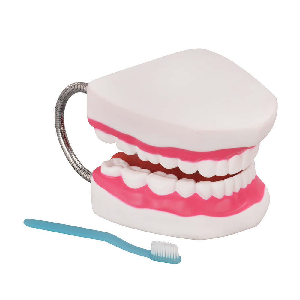 Silicone 6x Enlarged Dental Model with Detachable Tongue