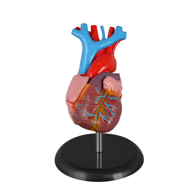 Adult Anatomy Heart Model