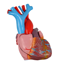 Adult Anatomy Heart Model