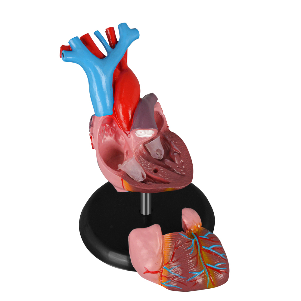 Adult Anatomy Heart Model