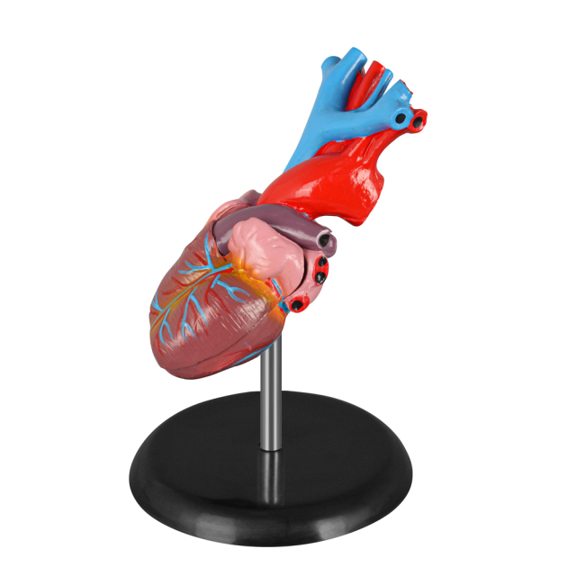 Adult Anatomy Heart Model