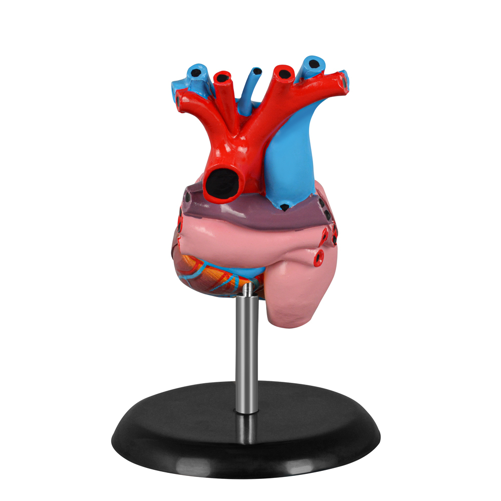 Adult Anatomy Heart Model