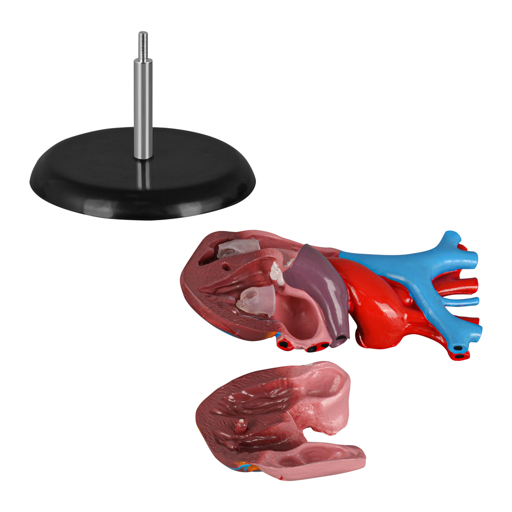 Adult Anatomy Heart Model