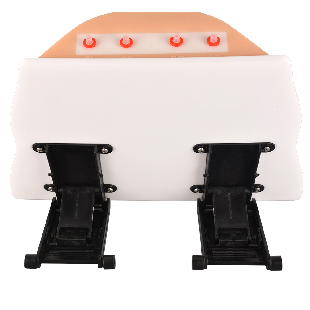 Desktop Ostomy Training Model with Adjustable Metal Stand