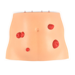 Desktop Ostomy Training Model with Adjustable Metal Stand