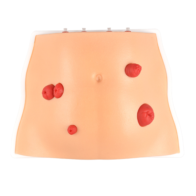 Desktop Ostomy Training Model with Adjustable Metal Stand