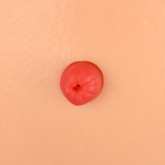 Desktop Ostomy Training Model with Adjustable Metal Stand
