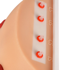 Desktop Ostomy Training Model with Adjustable Metal Stand