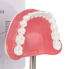 Healthy vs Smoker’s Oral Health Education Model