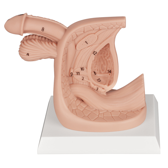 Silicone Male Urinary Catheterization Model with Labels