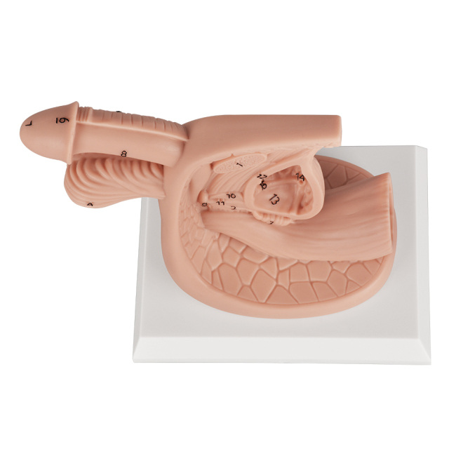 Silicone Male Urinary Catheterization Model with Labels