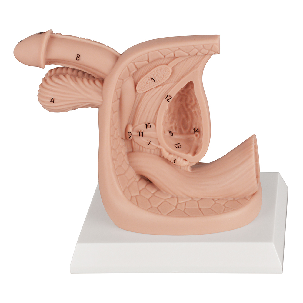 Silicone Male Urinary Catheterization Model with Labels
