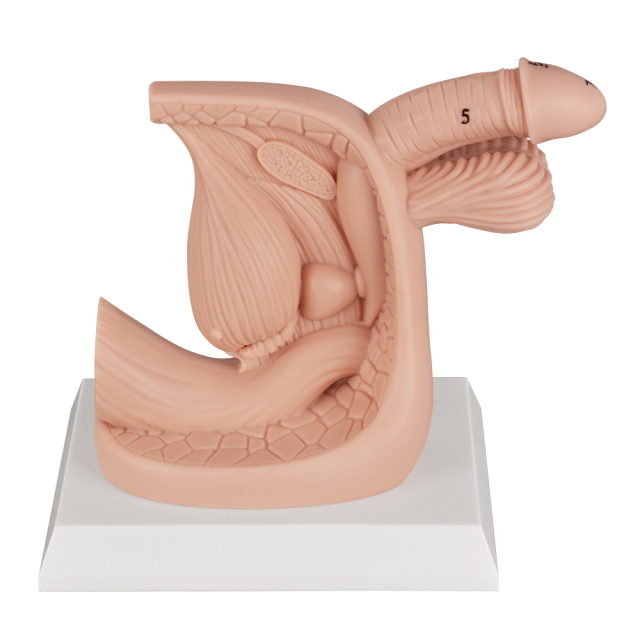 Silicone Male Urinary Catheterization Model with Labels