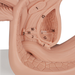 Silicone Male Urinary Catheterization Model with Labels
