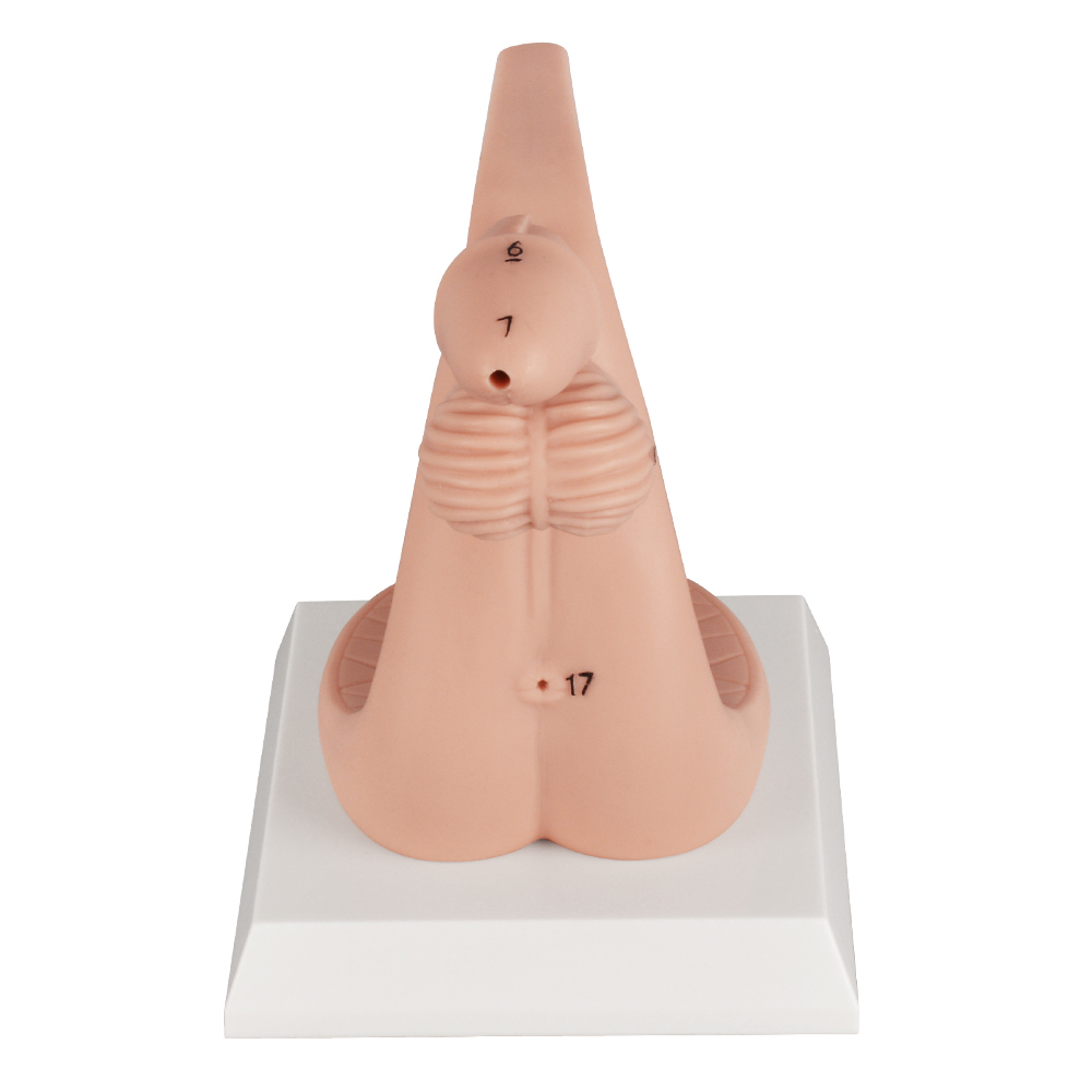 Silicone Female Urinary Catheterization Simulator with Labels