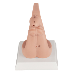 Silicone Female Urinary Catheterization Simulator with Labels