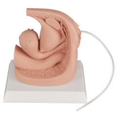 Silicone Female Urinary Catheterization Simulator with Labels