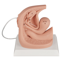 Silicone Female Urinary Catheterization Simulator with Labels