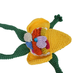 Hand-made Crochet Anatomical Frog